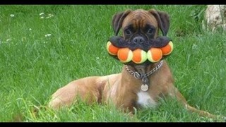 Try Not To Laugh Compilation  - Best Funny Dogs Videos Compilation | Funny Dogs And Cats