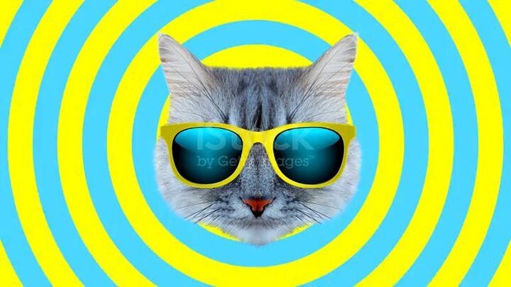 🐱🔥 Welcome to Crazy Cats
