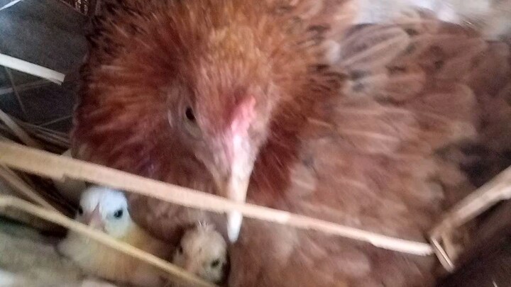 nagposa na c jerome #nativehouse#bamboohouse