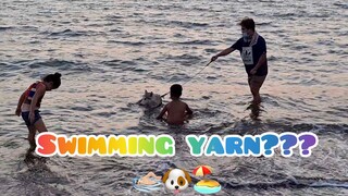 Husky niyo swimmer na. Borgie, 1st time maligo sa dagat. PART 2