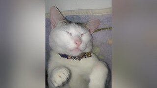 mèo việt đó cats cat meow mèo ngheu cute fyp pet pets meowmeow