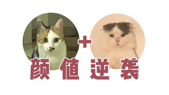 What kind of kitten will messy Dad and booger-mom have?