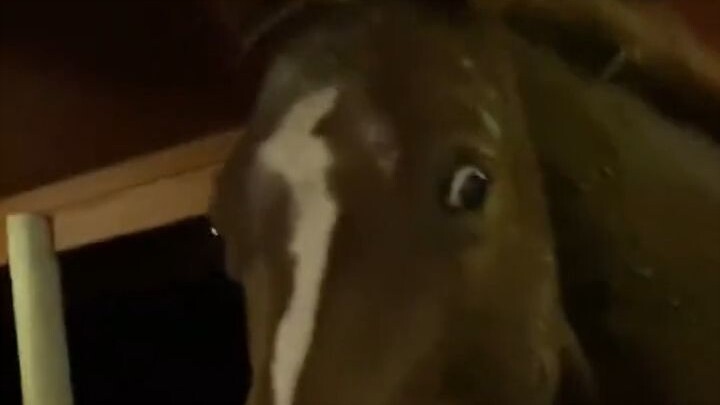 جوعان! أعطيني الطعام!