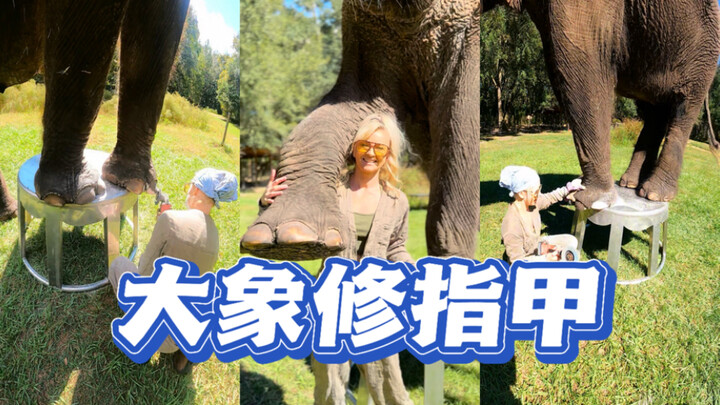 Ayo potong kuku gajah!