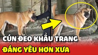 Chú chó ĐEO KHẨU TRANG đã TRỞ LẠI và ĐÁNG YÊU hơn xưa 😍 | Yêu Lu