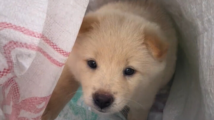 “Anjing kampung kecil memang paling menggemaskan!”