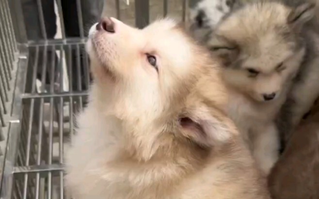 ตลาดสัตว์เลี้ยงฮือฮา! พบอลาสก้าตัวหนึ่งที่ยืนตรงแบบทหารได้