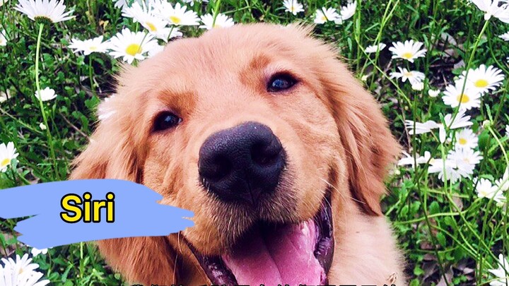 Hãy lên tiếng cho Golden Retriever Siri, tôi sợ chú chó của mình cũng sẽ mắc lỗi tương tự