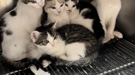 ลูกแมวถูกทิ้งกลางหิมะตกหนัก