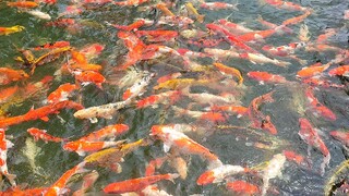 Hồ cá koi tuyệt đẹp