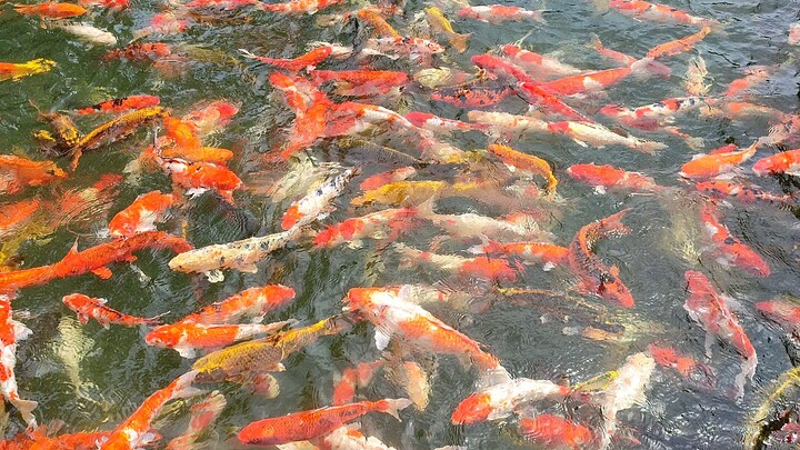 Hồ cá koi tuyệt đẹp