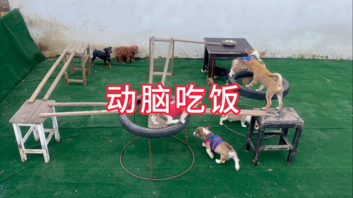 Động não ăn cơm