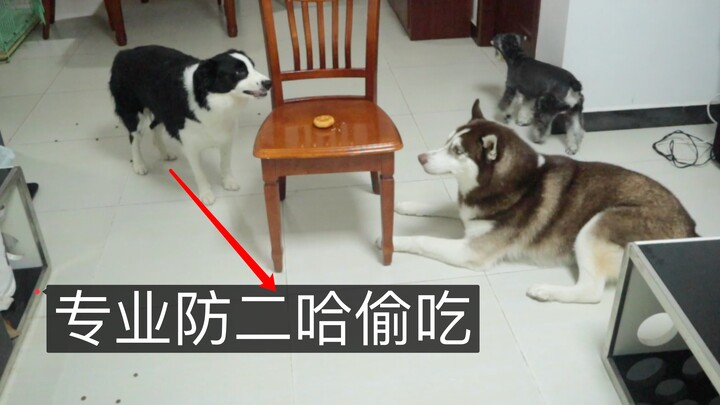 ความจริงพิสูจน์แล้วว่าข้อดีของการเลี้ยงบอร์เดอร์คอลลี่คือช่วยป้องกันไม่ให้ไซบีเรียนฮัสกี้ขโมยกินอาหา