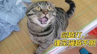 ยิ่งคุณตี แมวลายจีนก็ยิ่งไม่ยอม