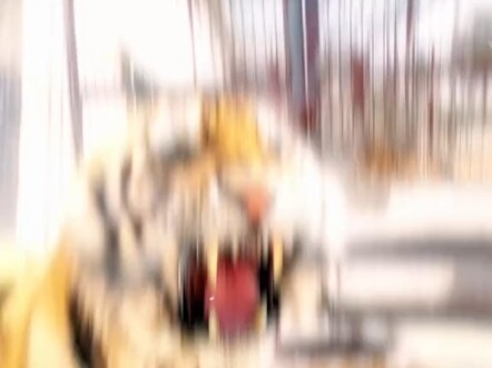 เพื่อนเอ๋ย ว่ากันว่าเจ้าเก่งนักนะ? มาประลองกันเลย! #ธรรมชาติ #สารคดีสัตว์ #ความรู้ทั่วไป #สัตว์มหัศจ