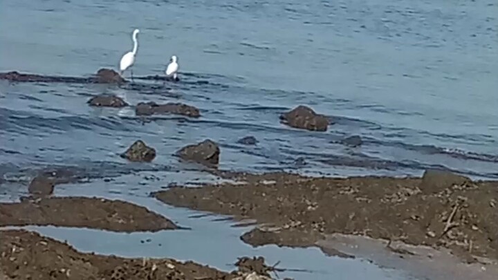 2 storks spotted in MANILA BAY 😎