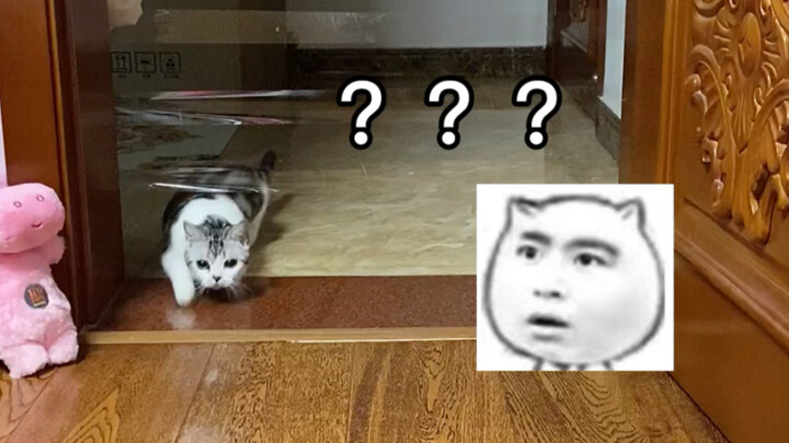 Testing the cat’s jumping ability! I was stunned… You really know how to find loopholes, don’t you?!