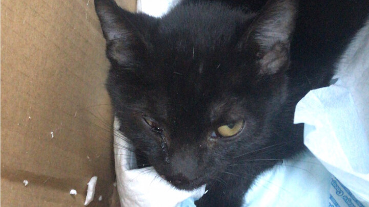 攒了一年多的私房钱打算买台电脑玩游戏。却换来了它