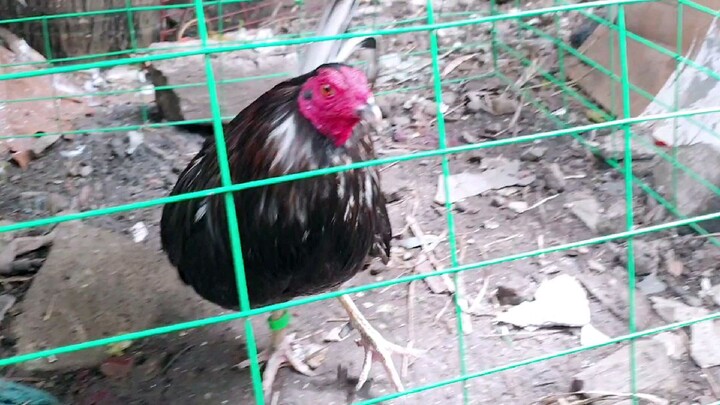 My Black Broodcocks 1x winner