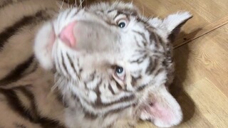 Mèo dễ thương siêu đáng yêu~