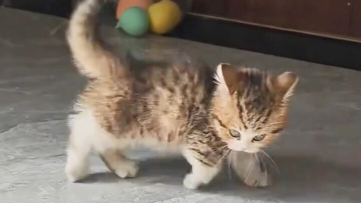 น้องแมว: คุณเดาสิว่าฉันคิดจะทำอะไร?