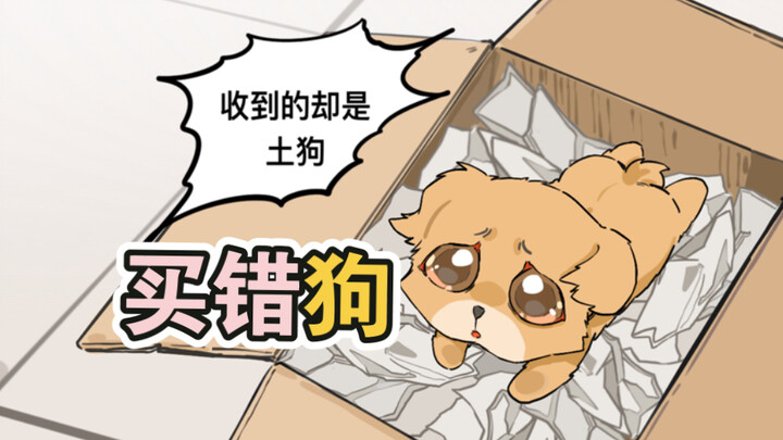 Anak anjing golden retriever yang dibeli online, ternyata setelah sampai adalah anjing kampung biasa