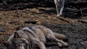 REJECTED LUNA IS THE ALPHA QUEEN