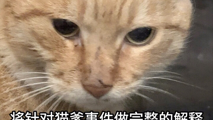 反转！史上最著名猫虐人事件