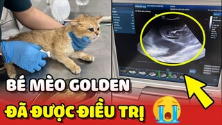 Bé Mèo Golden bị 2 bé trai "BẠO HÀNH" đã hồi phục được sức khỏe | Yêu Lu