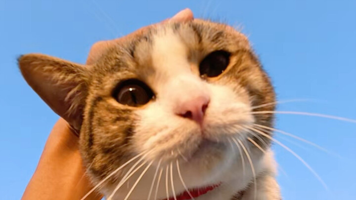 A Comprehensive Guide to Petting Cats! Master the Art in Just 50 Seconds～