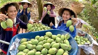 Thu Hoạch Xoài Ở Miền Tây | Mỗi Ngày Hái Hơn 300 Kg Xoài | NĐMT#181