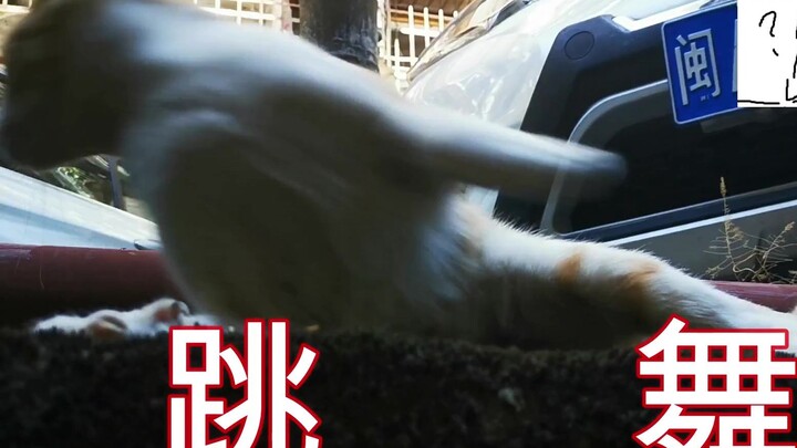 A stray cat actually started dancing after being secretly filmed? I’d call that a killer move!