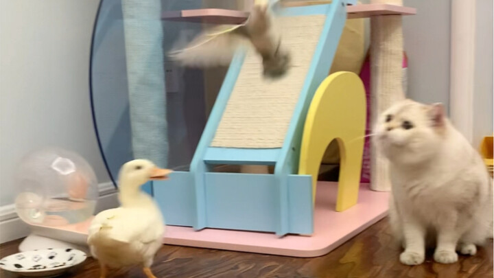 Documenting the Daily Lives of Cats, Ducks, and Birds