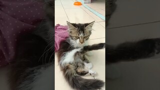 tiru suara kuntilanak #shorts #kucingkomedikucing  #catlover