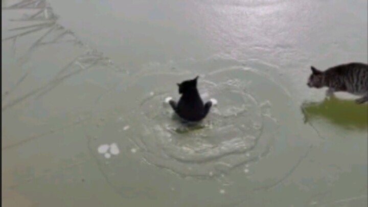 Cat: Didn’t they say a white cat floats on green water?