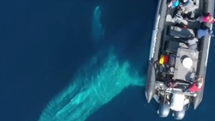 Apa? Kamu nggak bisa bedain paus sama paus bungkuk?