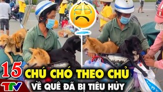 15 CHÚ CHÓ THEO CHỦ VỀ CÀ MAU CẢ ĐÀN CHÓ ĐÃ BỊ THIÊU HUỶ KHI VỀ ĐẾN QUÊ...