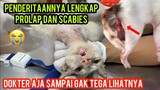 Allahu Akbar Kucing Liar Anusnya Keluar Di Tambah Scabies Parah Minta Tolong Di Jalanan..!