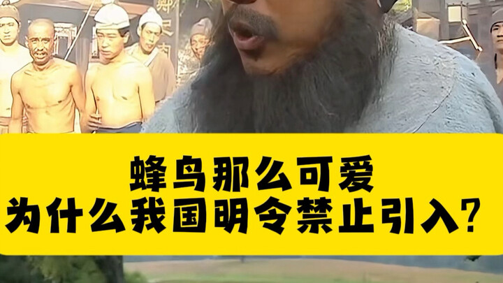 Chim ruồi đáng yêu thế mà sao nước ta cấm nhập khẩu chúng? #KhoaHọc #KiếnThứcLạVui #ChimRuồi #ĐộngVậ