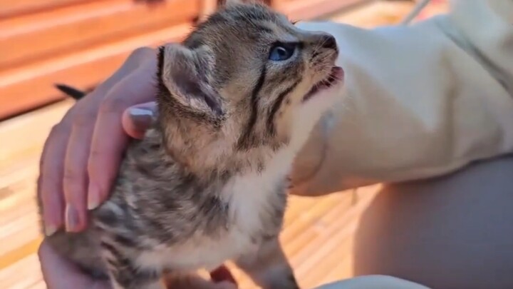 Mimi: Này người, có nuôi mèo không? Tớ dễ tính lắm đấy!