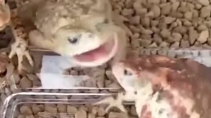 Do you know how much psychological trauma a big asshole can inflict on a toad?