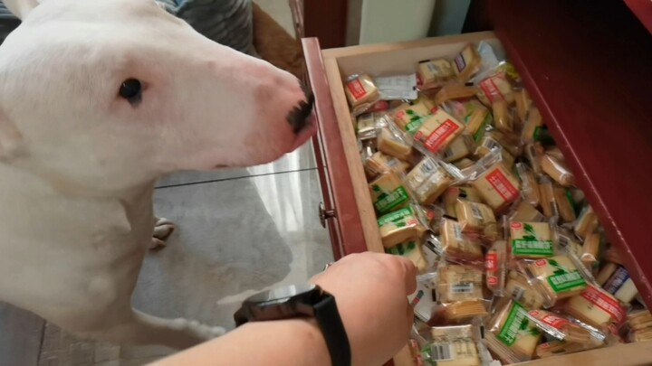 When the Bull Terrier Wants a Cookie