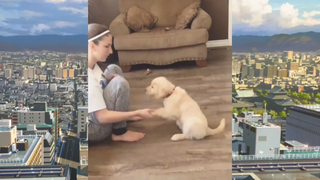 CUTE PET น่ารัก&ตลก 36