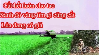 Giá Lúa Tăng Bà Con Đem Máy Gặt Ra Cắt Lúa Xanh- Tím-Vàng Vào Bán Luôn