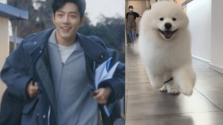 Oh my gosh, now who can even tell Sheng Yang apart from a Samoyed anymore! The ultimate dog cosplay!