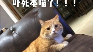 再也不吓猫了！！！ 拍完就揍我了
