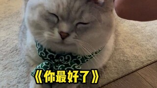 撒娇猫咪最好命