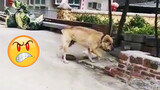Pria itu dikejar anjing setiap hari saat menyeberang jalan, akhirnya…