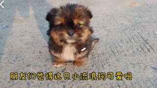 Today I encountered another poor stray dog again. I hope we can help it find a loving owner—who migh