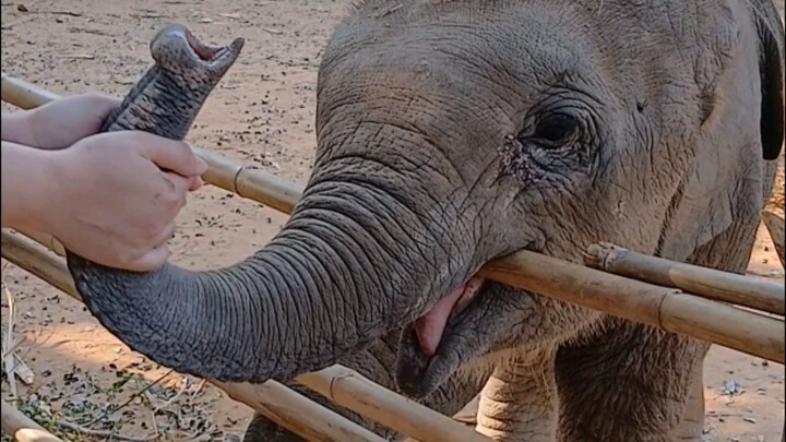 พลายสิงหาแม่พงลินดา